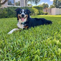 Rooster - Australian Shepherd