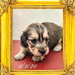 Queen Camilla - Cream female Dachshund puppy in Splendora, Texas from Ram’s Kennels