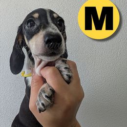 3 - Pegasus - Black and cream male Dachshund puppy in Central Point, Oregon from MRS Long Dog Ranch