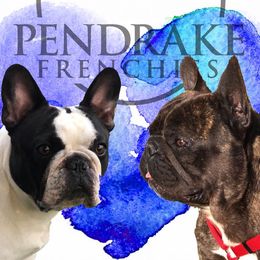 French Bulldogs from Pendrake Frenchies