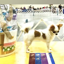 Chihuahua Puppies from Harger Chihuahuas