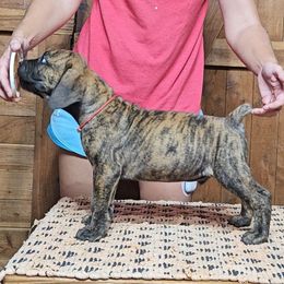Red Collar - Brindle male Boerboel puppy in Pattison, Texas from Sure Bet Kennels