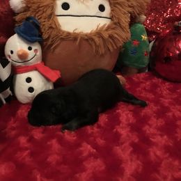 AKC CKC boy Knight - Black male Pomeranian puppy in Taylor, Texas from Regal Poms