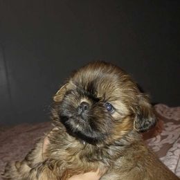Boy 3 - Shih Tzu puppy in Birmingham, Alabama from K&D kennels