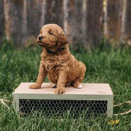 Goldendoodle Puppies from 307 Doodles