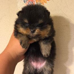 Opal - Black and tan female Pomeranian puppy in Ector, Texas from BB Pomeranians