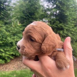Bandit - Red and white male Cockapoo puppy in Strasburg, Pennsylvania from Dana's Domain Cockapoos