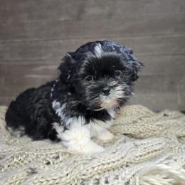 Oden - Black and white male Shih Tzu puppy in Mountain Grove, Missouri from Precious Puppies