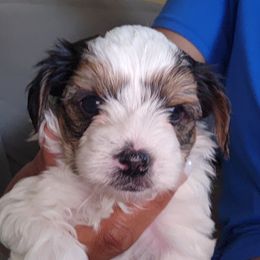 Yorkshire Terrier Puppies from Parti Time Yorkies Indy