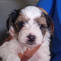 Yorkshire Terrier Puppies from Parti Time Yorkies Indy