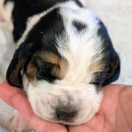 Atta- Green Collar - Black white and tan male Basset Hound puppy in Duchesne, Utah from HI Desert Hounds