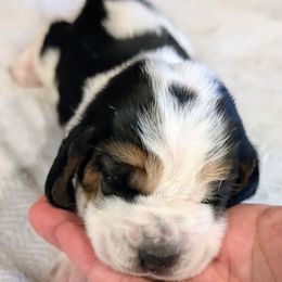 Atta- Green Collar - Black white and tan male Basset Hound puppy in Duchesne, Utah from HI Desert Hounds