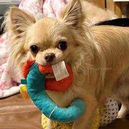 Warren - Chihuahua