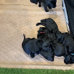 Girl 2 - Black Giant Schnauzer puppy in Oceanside, California from Silva Giant Schnauzers