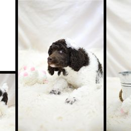 Poodle Puppies from Flourishing Fancies