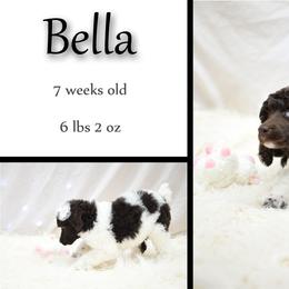 Poodle Puppies from Flourishing Fancies