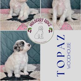 Topaz - Blue merle and white male Sheepadoodle puppy in Tahlequah, Oklahoma from Mulberry Ridge Doodles