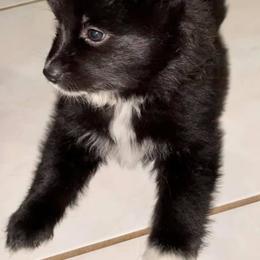 Pomskies from Gatorland Pomskies