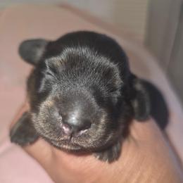 Ginger - Cream Brindle - Brindle female Dachshund puppy in Pueblo, Colorado from HotDachs