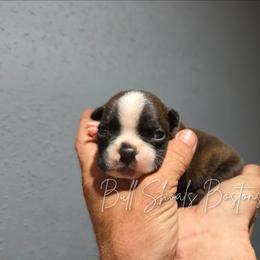 Cocoa - Brindle and white male Boston Terrier puppy in Lead Hill, Arkansas from Bull Shoals Bostons