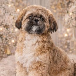 Zara - Shih Tzu