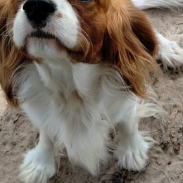 Teddy - Cavalier King Charles Spaniel