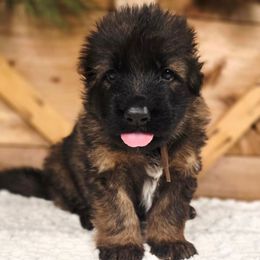 Timber - Sable male German Shepherd puppy in Tippecanoe, Indiana from Mächtiger Barkerheim