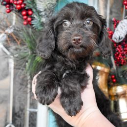 Riggin - Brown white and tan male Cockapoo puppy in Ellensburg, Washington from Dawn to Dusk Cockapoos