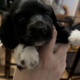 Tyche Full AKC Female 2 - Black female Dachshund puppy in Erie, Michigan from Champagne’s Grinch Toe’d Dachshunds