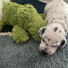 Dalmatian Puppies from New Horizonz Dobermans and Dalmatians