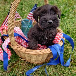 Miniature Schnauzer Puppies from Barenaba Schnauzers