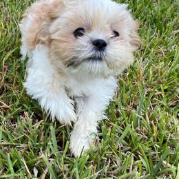 Glenda - Shih Tzu