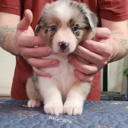 Purple Collar Girl - Blue merle female Miniature American Shepherd puppy in Norfolk, Virginia from Givadem