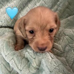 Nelly Blue collar Male - Cream male Dachshund puppy in Trade, Tennessee from TN Miniature Dachshunds & Basset Hounds