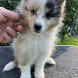 Lena - Blue merle white and tan Shetland Sheepdog puppy in Middleburgh, New York from StoneyAcre