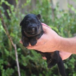 Pink girl - Black and red female German Shepherd puppy in Dallas, Georgia from Cottonwood Kennel