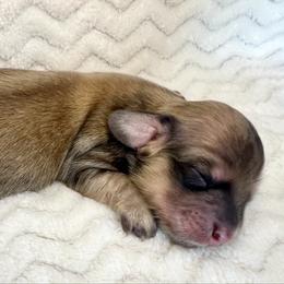 Dorothy - Cream female Dachshund puppy in Woodburn, Oregon from Primo Dachshunds