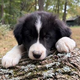 King - Red tri-color male Australian Shepherd puppy in Lynnville, Indiana from Moonlightaussies