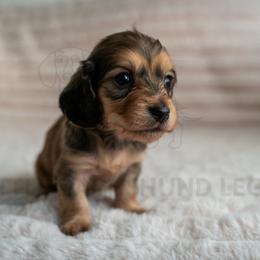 Millie - Cream female Dachshund puppy in Temecula, California from Naomi Magee's Dachshund Kennel