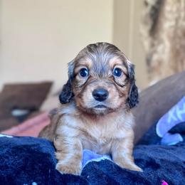 Mike - Red male Dachshund puppy in Hornbeck, Louisiana from A&Z Mini Dachshunds