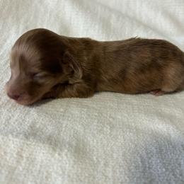 Simone - Dapple female Dachshund puppy in Sebring, Florida from Mini Weenies