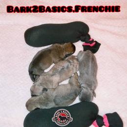 French Bulldog Puppies from Bark2Basics.Frenchie