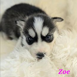 Zoe - Black and white female Siberian Husky puppy in Hebron, Kentucky from Glacier Run Huskies