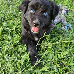 Shade - Black & white Australian Shepherd puppy in Amarillo, Texas from Southern Boy Blues Aussies