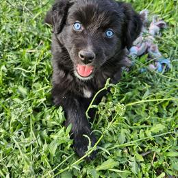 Shade - Black & white Australian Shepherd puppy in Amarillo, Texas from Southern Boy Blues Aussies