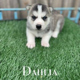 Siberian Husky Puppies from Husky Love and Pups