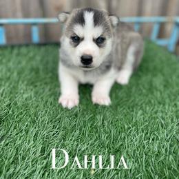 Siberian Husky Puppies from Husky Love and Pups