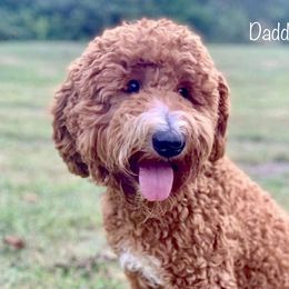Bowie Love - Goldendoodle