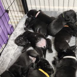 Labrador Retriever Puppies from Steele Caliber Retrievers