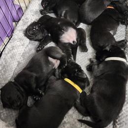 Labrador Retriever Puppies from Steele Caliber Retrievers